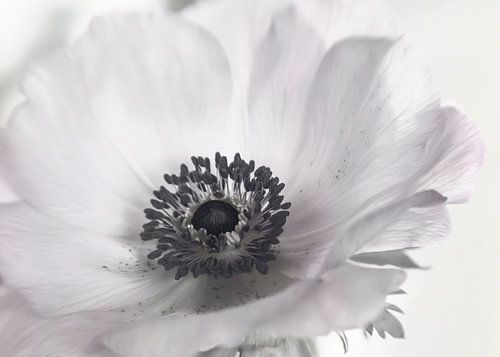 Anemone in close-up