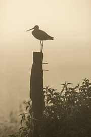Schwarzschwanzschnepfe auf einem Pfosten im nebligen Polder. von Jeroen Stel