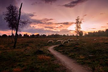 Schafe bei Sonnenaufgang Aekeringerzand von Ellen Thomassen