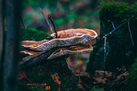 Leben in Hülle und Fülle: Pilz auf moosbewachsenem Baum von Youp Linders