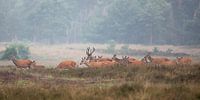 Edelherten op de heide bij Uddel, Veluwe by Evert Jan Kip thumbnail