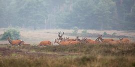 Edelherten op de heide bij Uddel, Veluwe