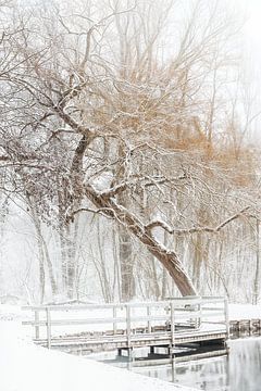 Winter van Ingrid Van Damme fotografie