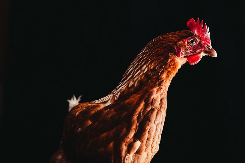 Boederijkip Babs van Lotje van der Bie Fotografie