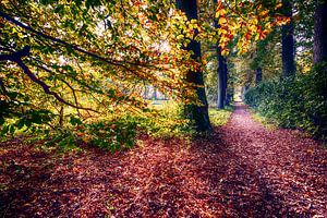 Herbst im Wald von Egon Zitter