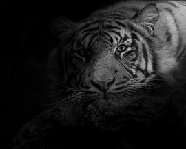 Misteriöser Tiger, der in Sie verknallt ist von Patrick van Bakkum