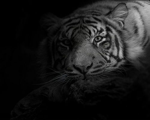 Misterieuze tijger die een oogje op je heeft