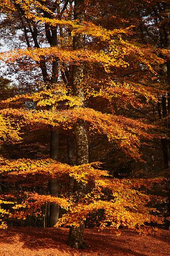 Splendeur automnale sur la Veluwe