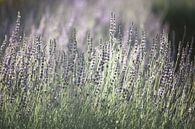 Lavendel in Zuid Afrika van Stephan Van Reisen thumbnail