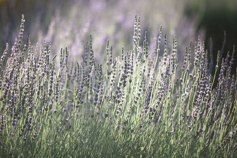 Lavendel in Zuid Afrika van Stephan Van Reisen