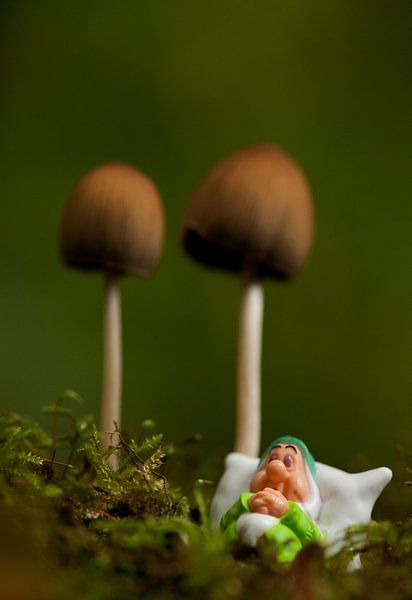 Heerlijk slapen onder een paddenstoel par Incanto Images