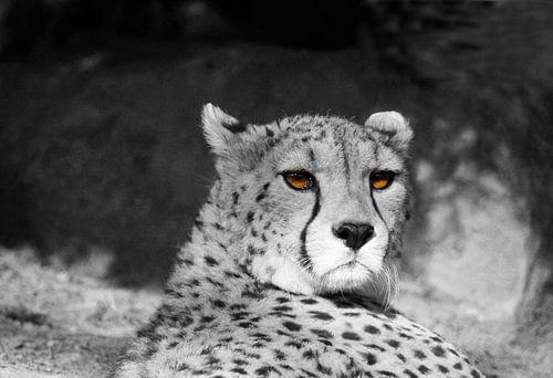 Katzenaugen