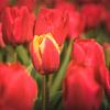 Hollandse Tulpen in de lente van Marloes van Pareren