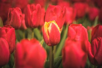 Hollandse Tulpen in de lente