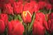 Holländische Tulpen im Frühling von Marloes van Pareren