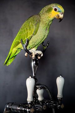 Geelnek papegaai in de badkamer van Christine Vesters Fotografie