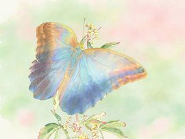 Exotic butterfly – Banana butterfly by PhotoArt Claudia Kleemann