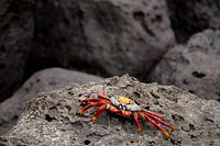 Fire on Lava Stone (horizontal)