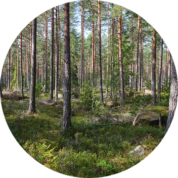 bos in zweden van Geertjan Plooijer