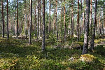 forêt en suède sur Geertjan Plooijer