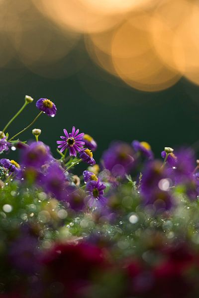 Evening glamour in violet by Uly Konstantinow