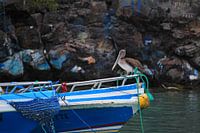 A pelican and a boat