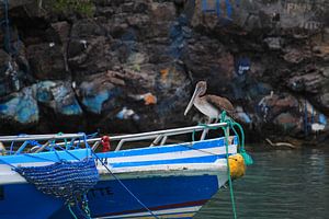 A pelican and a boat