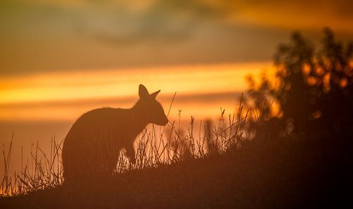 kangaroo tijdens zonsondergang
