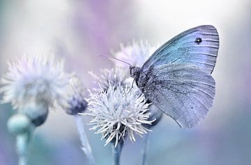 Vlinder van Violetta Honkisz