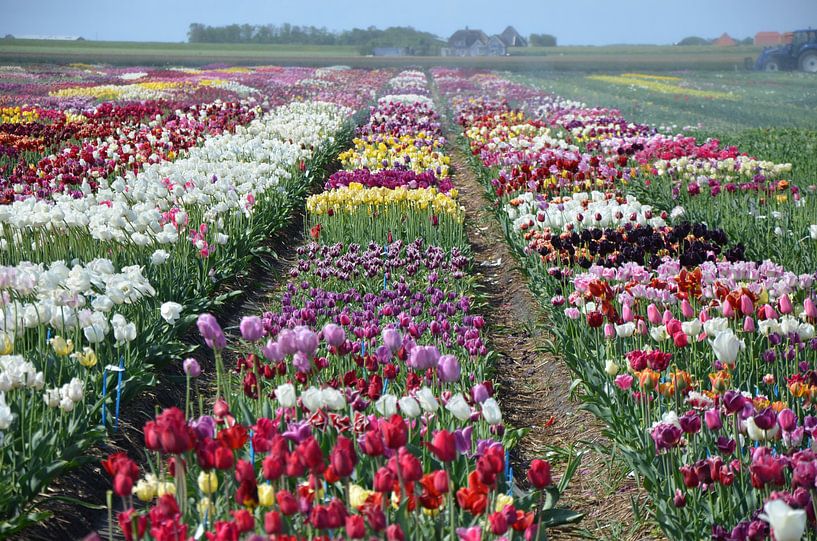 Tulips by Corinna Vollertsen