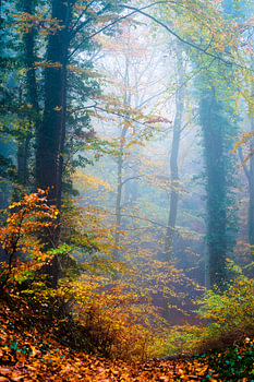 Forêt mystique en automne
