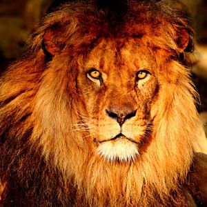 Lion portrait