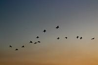 Pelikane fliegen in die Nacht
