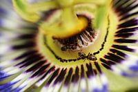 Passibloem / Passiflora