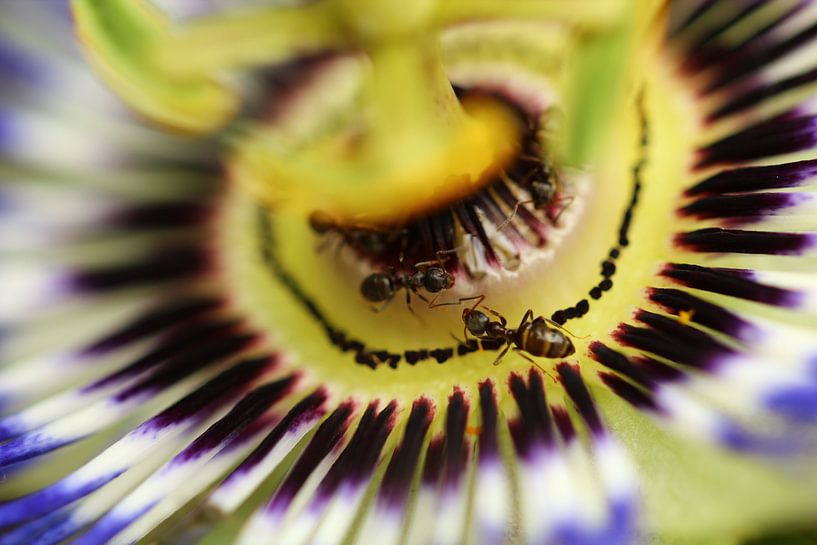 Passibloem / Passiflora par Tineke Roosen