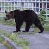 Ours brun d'Ussuri Ursus arctos lasiotus. Parc national de Shiretoko. Péninsule de Shiretoko. Hokkaido. Japon. sur Frank Fichtmüller