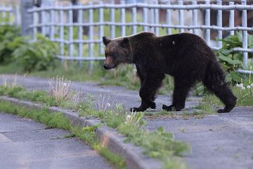 Ussuri brown bear Ursus arctos lasiotus. Shiretoko National Park. Shiretoko Peninsula. Hokkaido. Japan. von Frank Fichtmüller