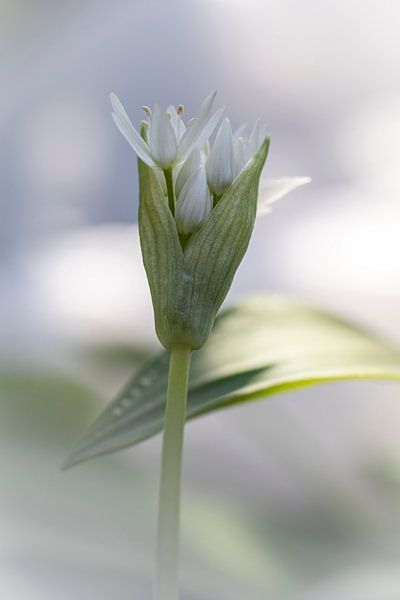 Nahaufnahme einer Bärlauchblüte von picsbyronenvief