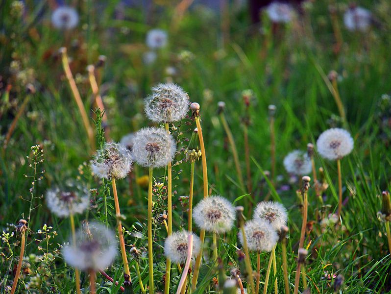 Prairie à boules par Edgar Schermaul