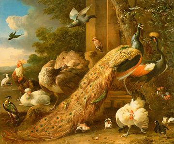 Pauw, parkiet, pelikaan, kraanvogel en pluimvee, Melchior d'Hondecoeter