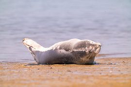 seal sunbathing on texel, wadden sea by John Ozguc