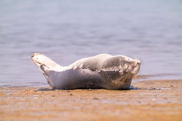 zeehondje aan het zonnebaden op texel, waddenzee van John Ozguc