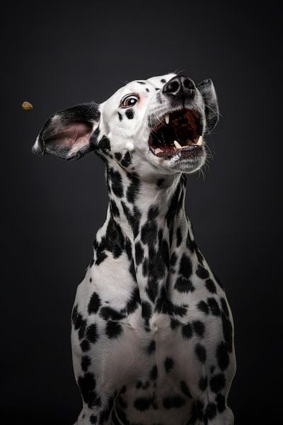 Hond met snoepjes van Lotte van Alderen