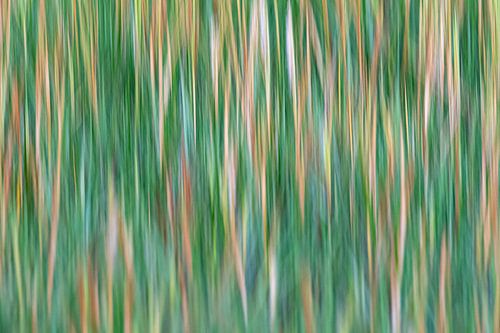 Abstract of English cordgrass