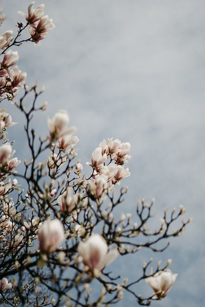 Pink Magnolia Blossom and Blue Sky by AIM52 Shop