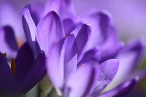 Un crocus de près