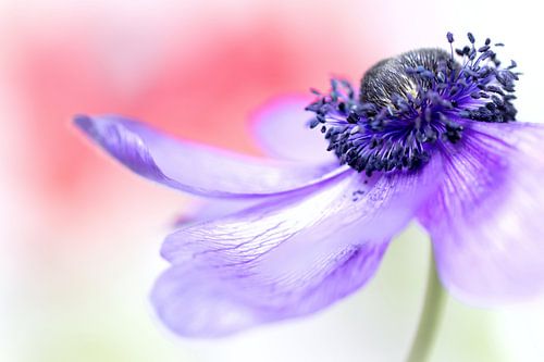 Anemone in Pastellfarben von Bob Daalder