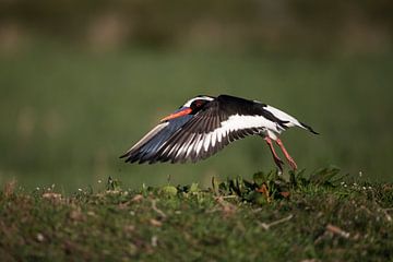 Oystercatcher "Take Off" by Anton Kloof