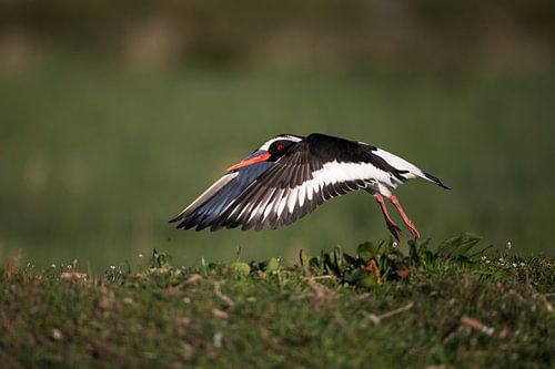 Oystercatcher "Take Off"