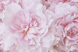 Rosa Pfingstrose Blüte